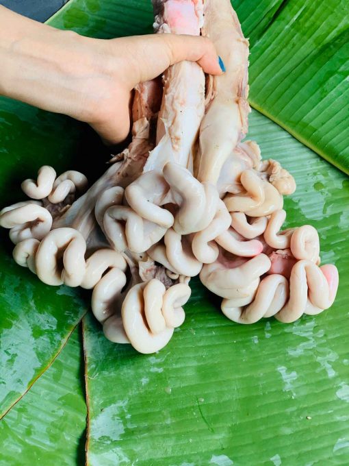 DỒI TRƯỜNG CỌNG NHỎ - (2LBS)